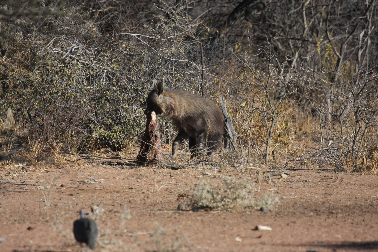 [5491] 2016_06_23_10_04_21_Africa_Canon_EOS_40D_IMG__00166.jpg