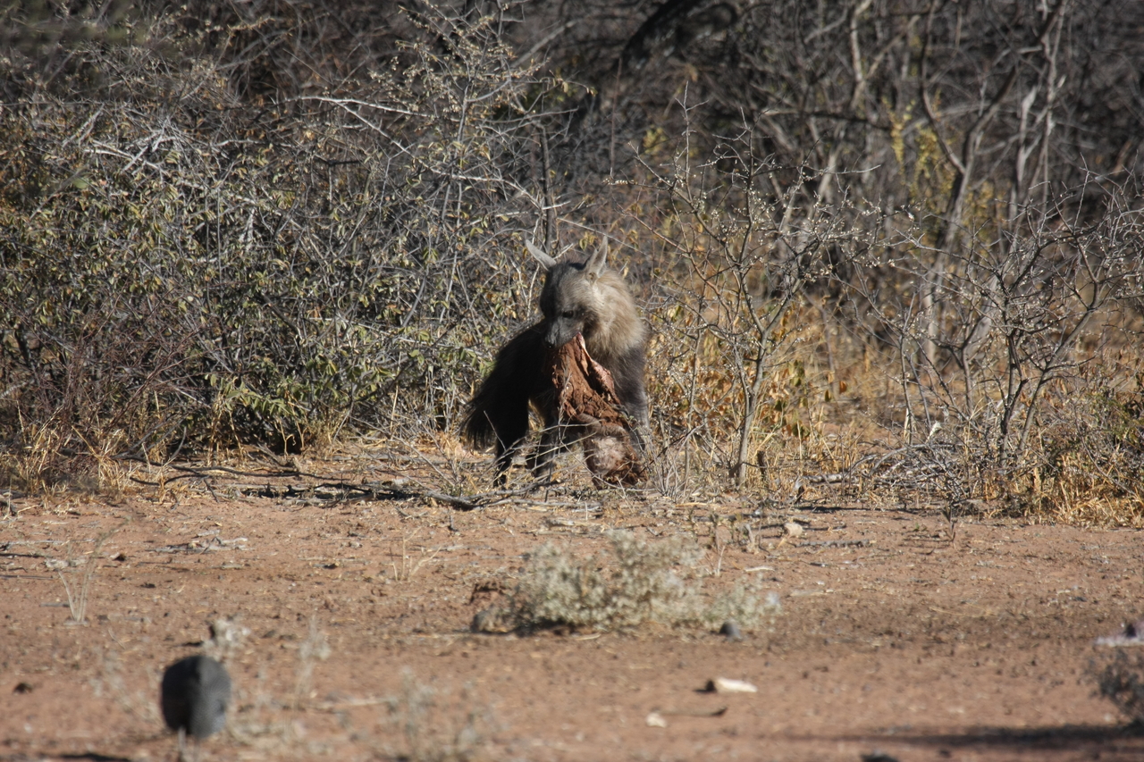 [5492] 2016_06_23_10_04_21_Africa_Canon_EOS_40D_IMG__00998.jpg