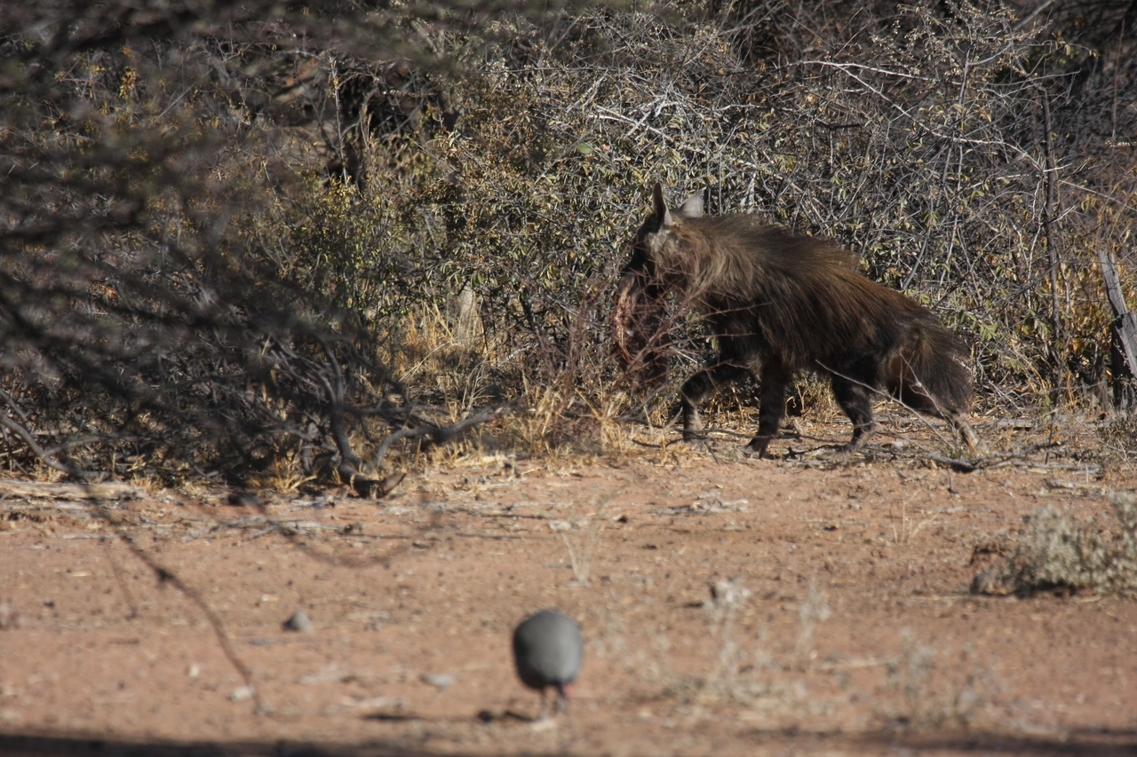 [5498] 2016_06_23_10_04_25_Africa_Canon_EOS_40D_IMG__00167.jpg