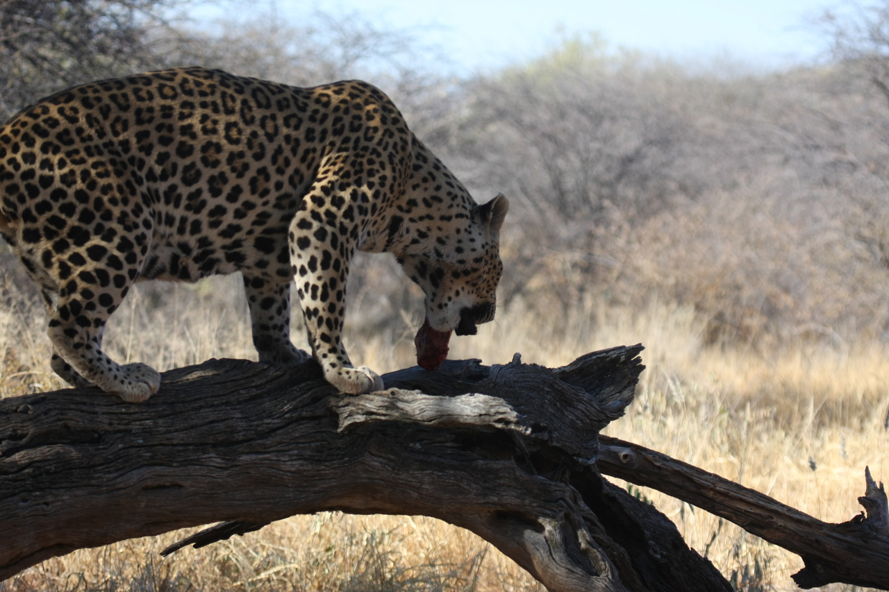 [5522] 2016_06_23_10_16_26_Africa_Canon_EOS_40D_IMG__01006.jpg