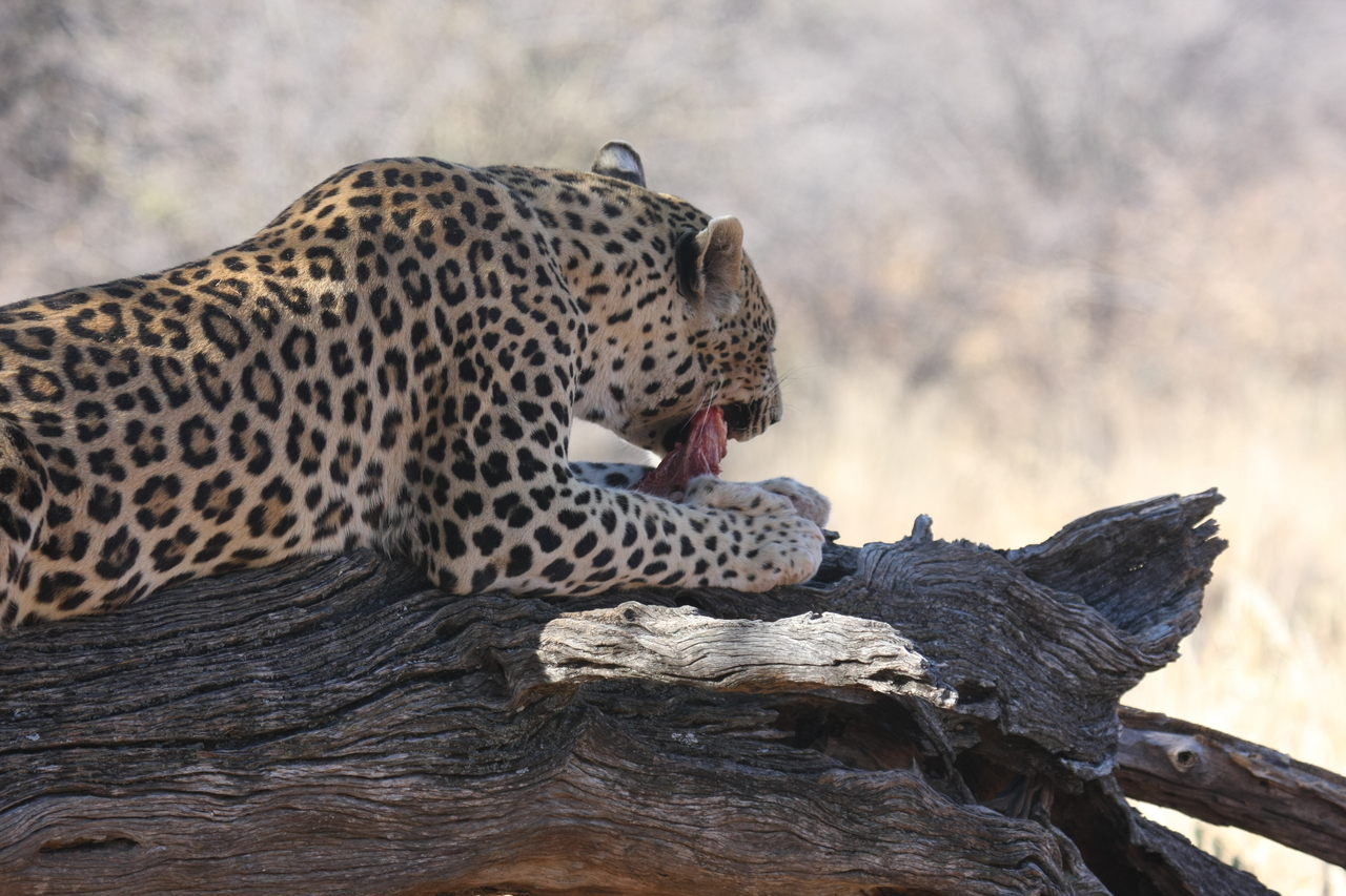 [5542] 2016_06_23_10_16_45_Africa_Canon_EOS_40D_IMG__01009.jpg