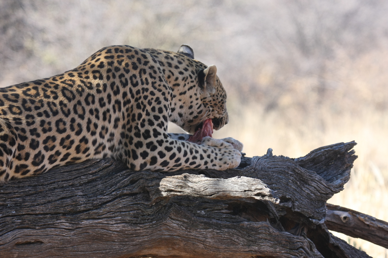 [5543] 2016_06_23_10_16_45_Africa_Canon_EOS_40D_IMG__08455.jpg