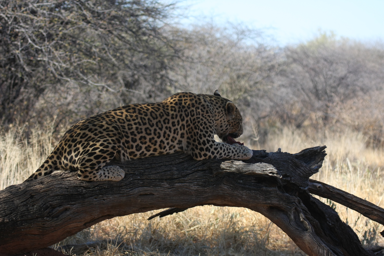 [5572] 2016_06_23_10_17_20_Africa_Canon_EOS_40D_IMG__08464.jpg