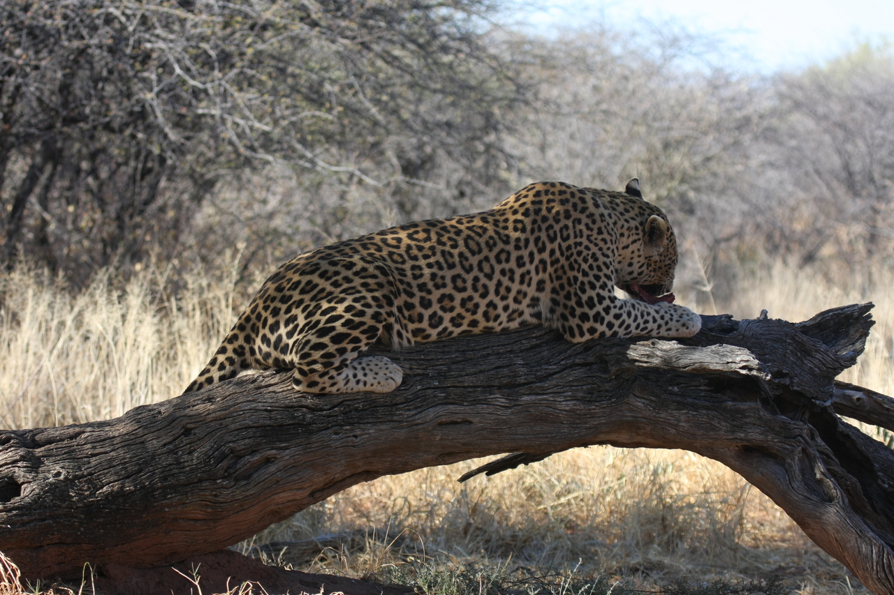 [5579] 2016_06_23_10_17_36_Africa_Canon_EOS_40D_IMG__08465.jpg