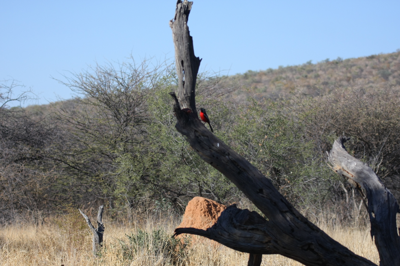 [5592] 2016_06_23_10_18_00_Africa_Canon_EOS_40D_IMG__01024.jpg