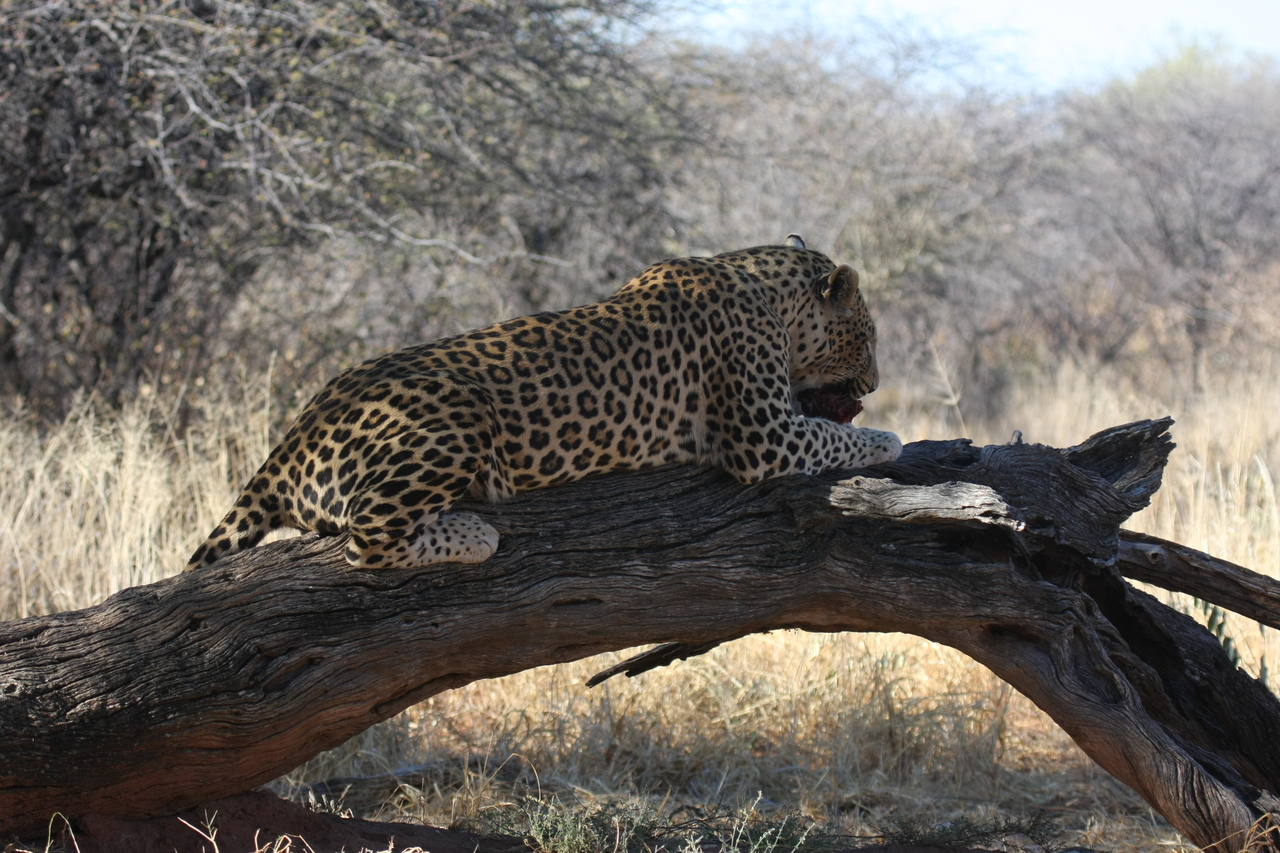 [5605] 2016_06_23_10_18_37_Africa_Canon_EOS_40D_IMG__08475.jpg