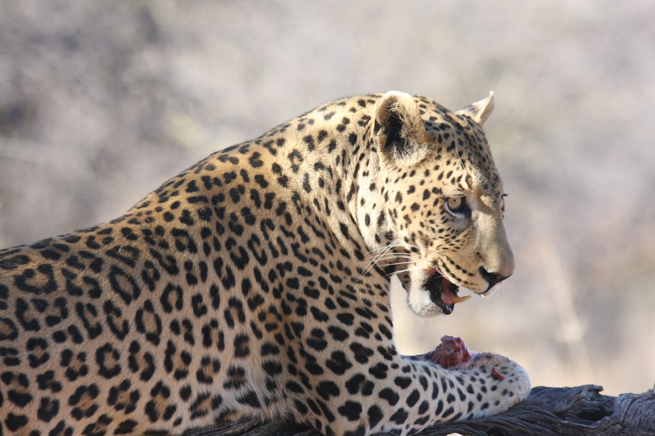 [5652] 2016_06_23_10_24_45_Africa_Canon_EOS_40D_IMG__00207.jpg