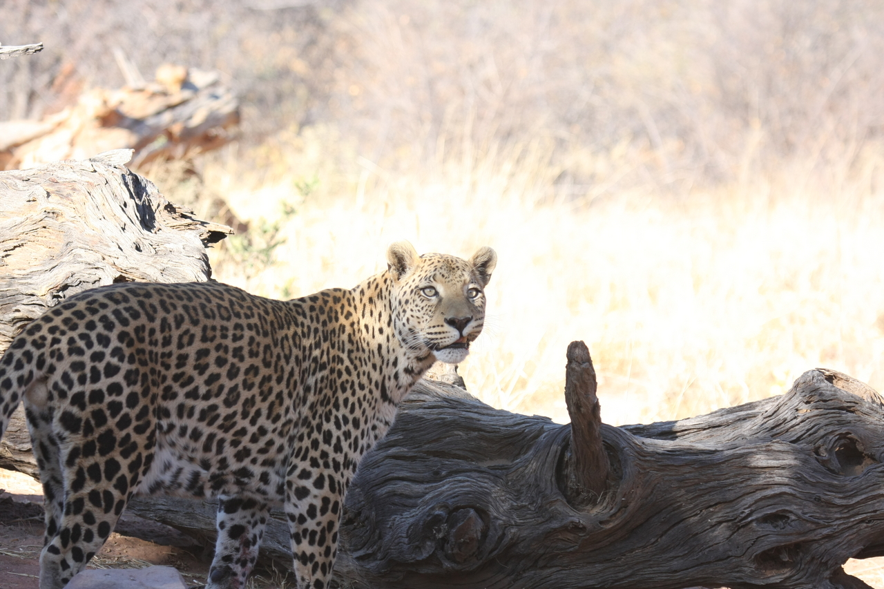 [5669] 2016_06_23_10_25_11_Africa_Canon_EOS_40D_IMG__08491.jpg