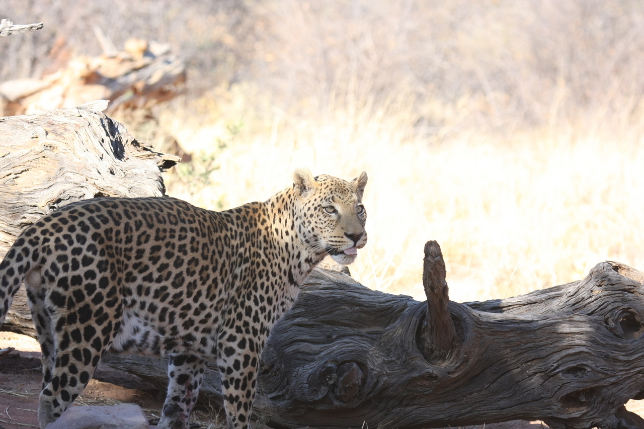 [5670] 2016_06_23_10_25_11_Africa_Canon_EOS_40D_IMG__08492.jpg