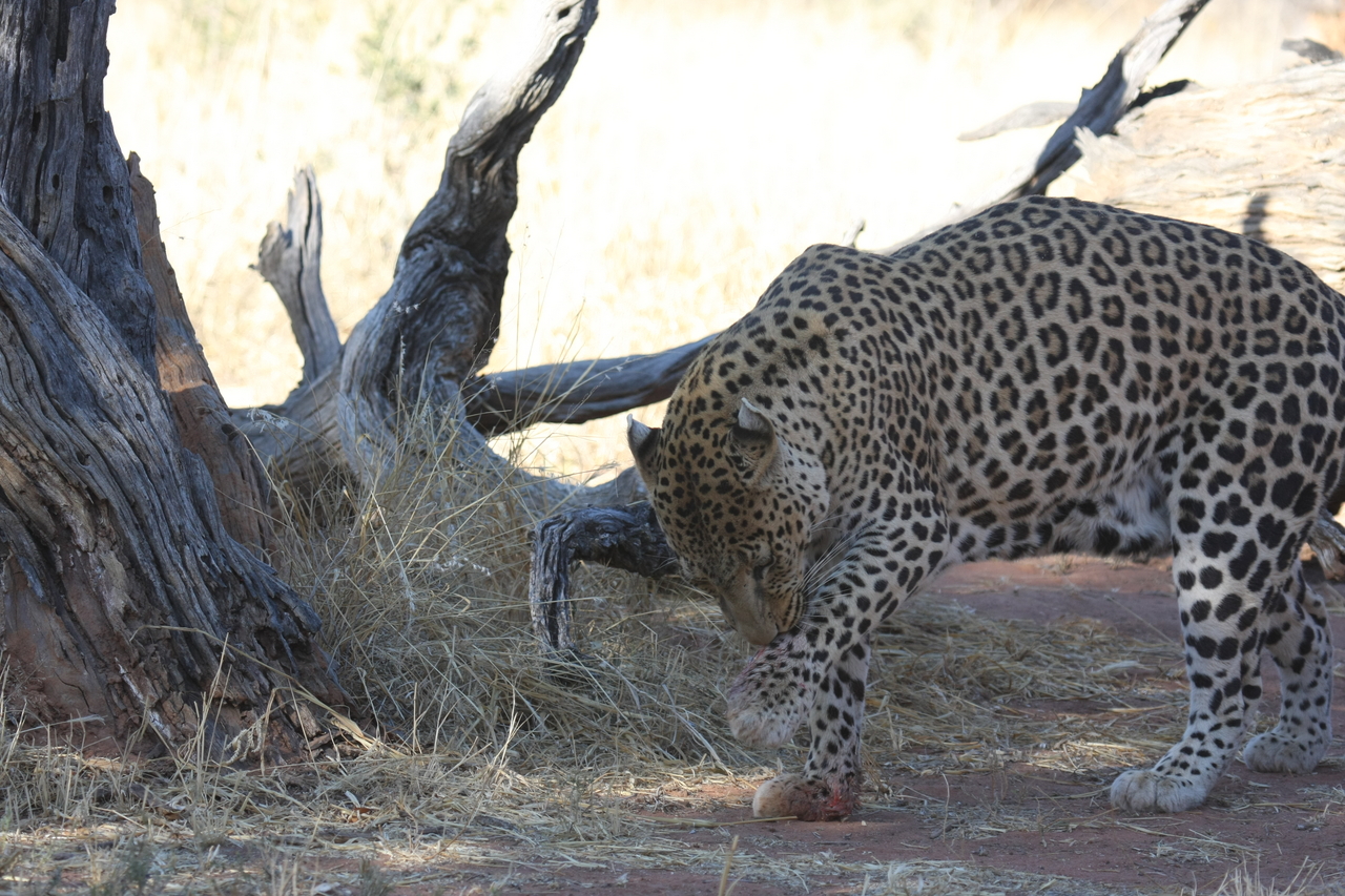 [5680] 2016_06_23_10_25_16_Africa_Canon_EOS_40D_IMG__08496.jpg