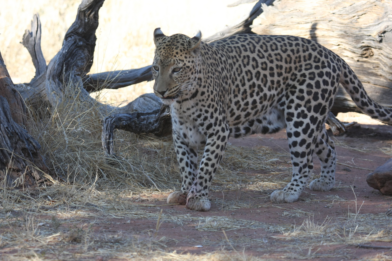 [5692] 2016_06_23_10_25_19_Africa_Canon_EOS_40D_IMG__08500.jpg