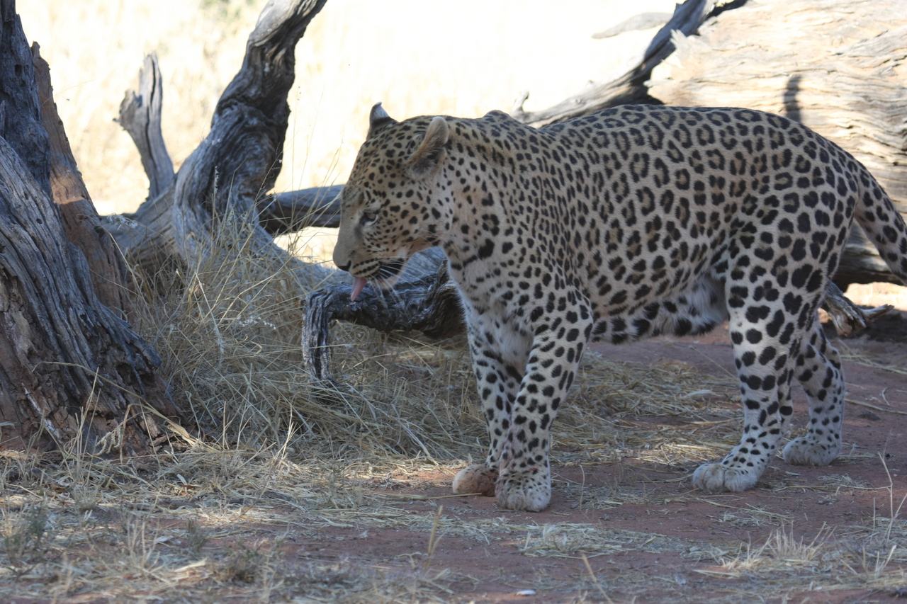 [5697] 2016_06_23_10_25_20_Africa_Canon_EOS_40D_IMG__08501.jpg