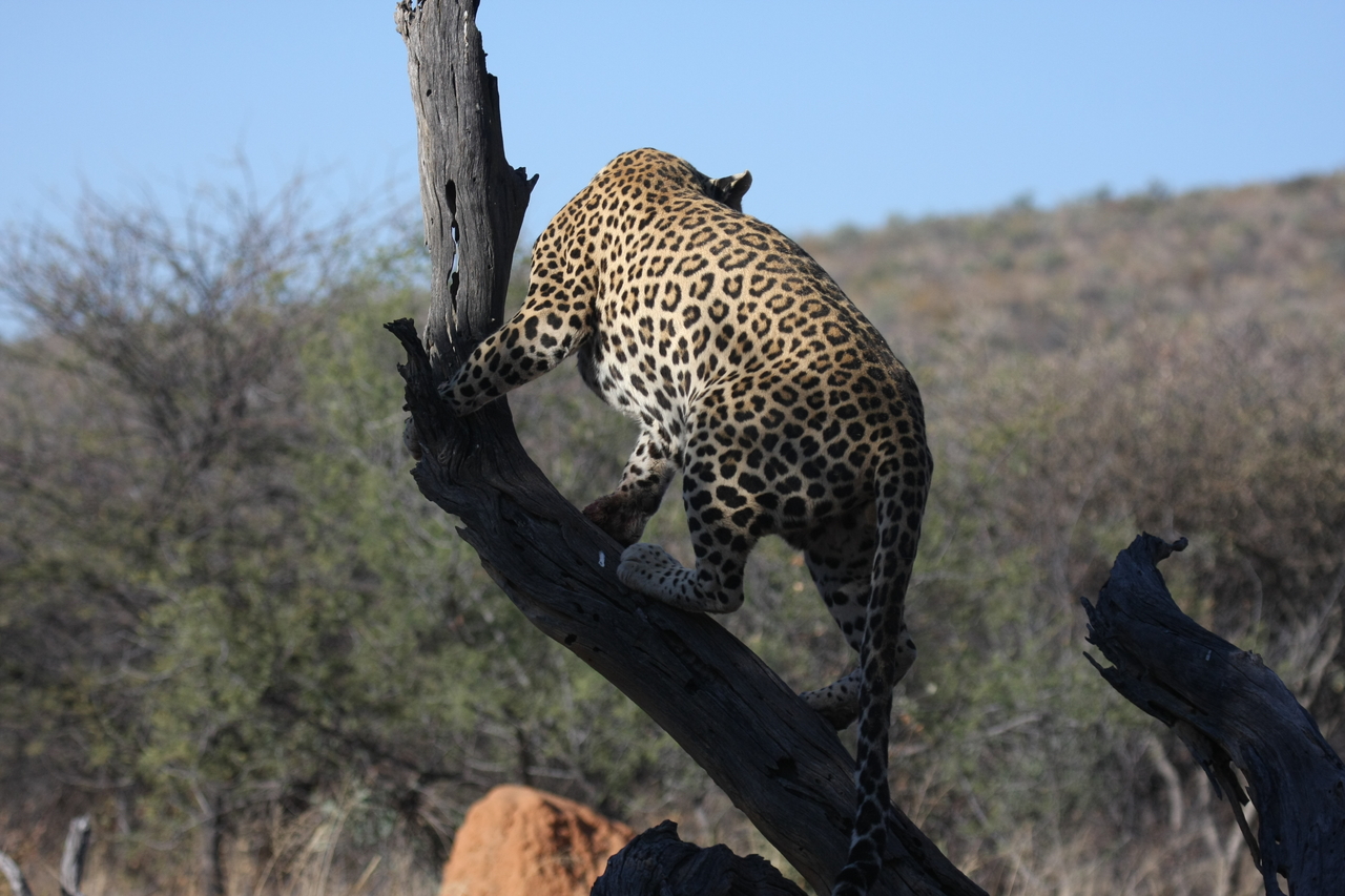 [5707] 2016_06_23_10_25_31_Africa_Canon_EOS_40D_IMG__08505.jpg
