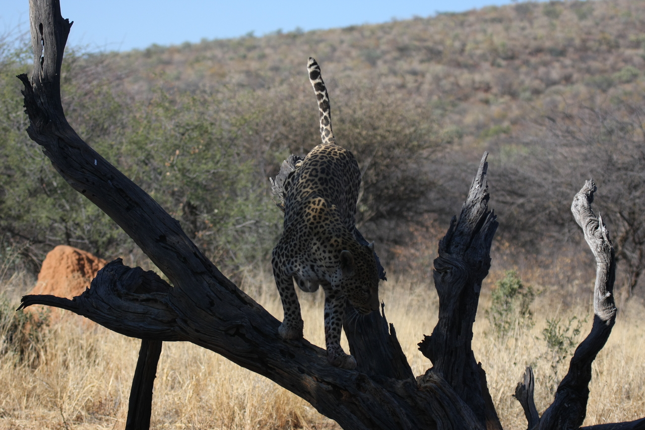 [5751] 2016_06_23_10_25_50_Africa_Canon_EOS_40D_IMG__01073.jpg