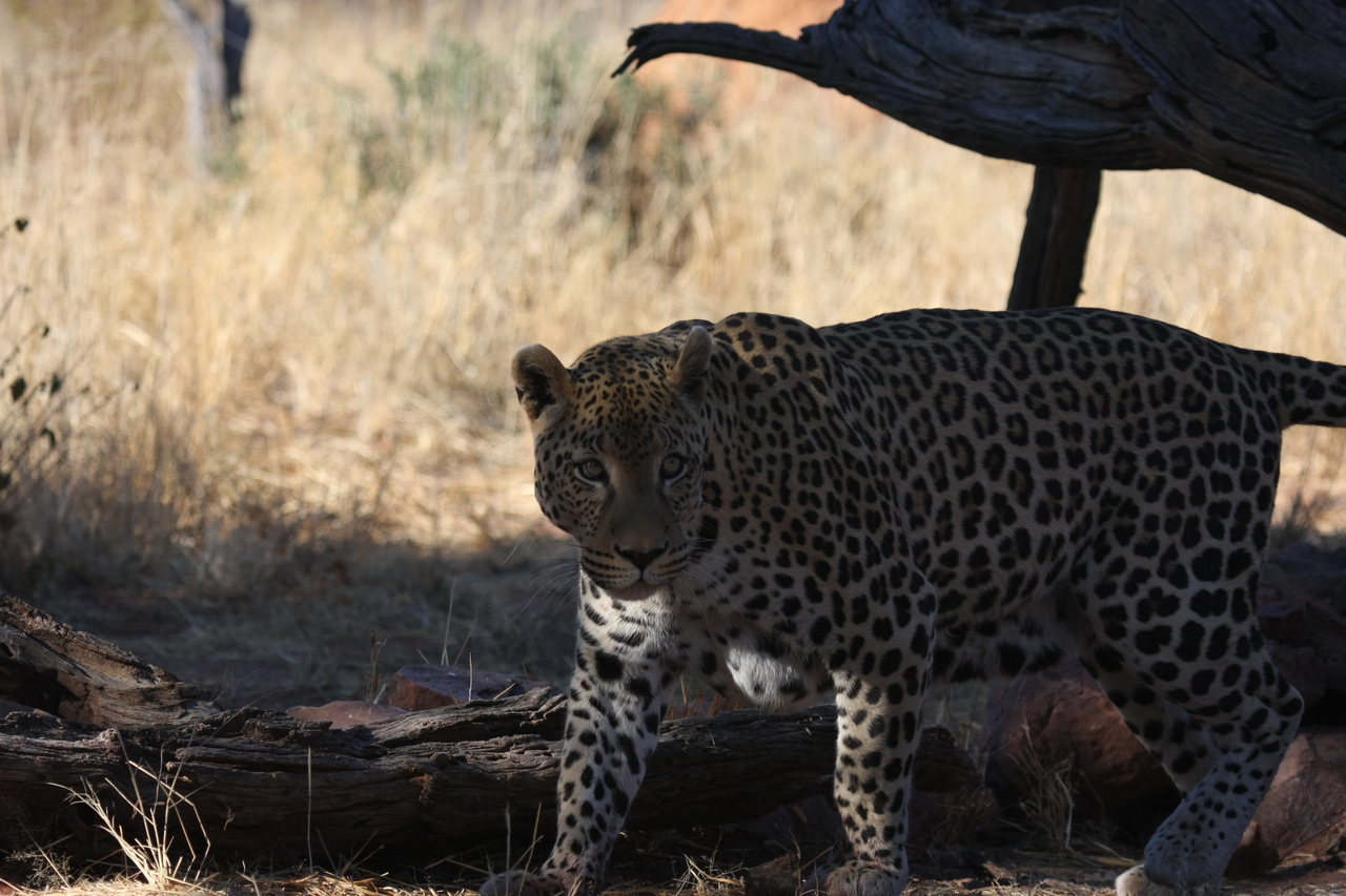 [5758] 2016_06_23_10_26_03_Africa_Canon_EOS_40D_IMG__01076.jpg
