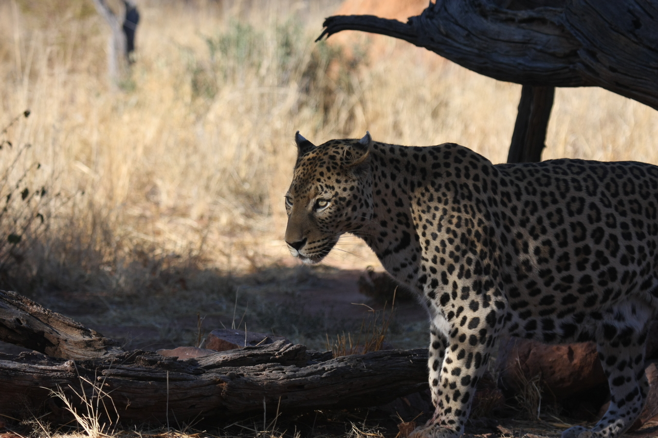 [5759] 2016_06_23_10_26_03_Africa_Canon_EOS_40D_IMG__08521.jpg