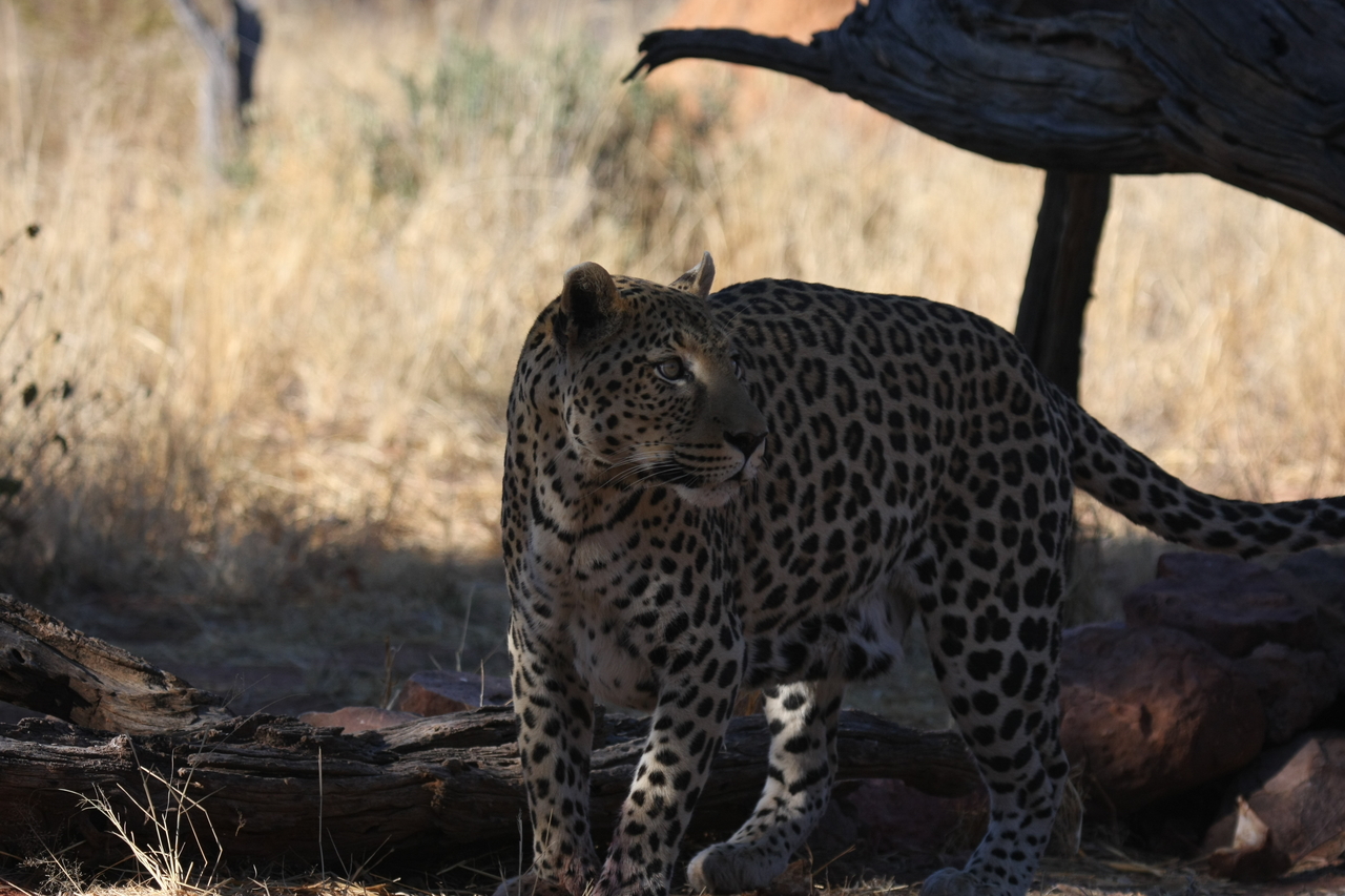 [5767] 2016_06_23_10_26_04_Africa_Canon_EOS_40D_IMG__01079.jpg
