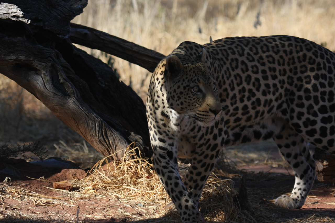 [5781] 2016_06_23_10_26_10_Africa_Canon_EOS_40D_IMG__01083.jpg