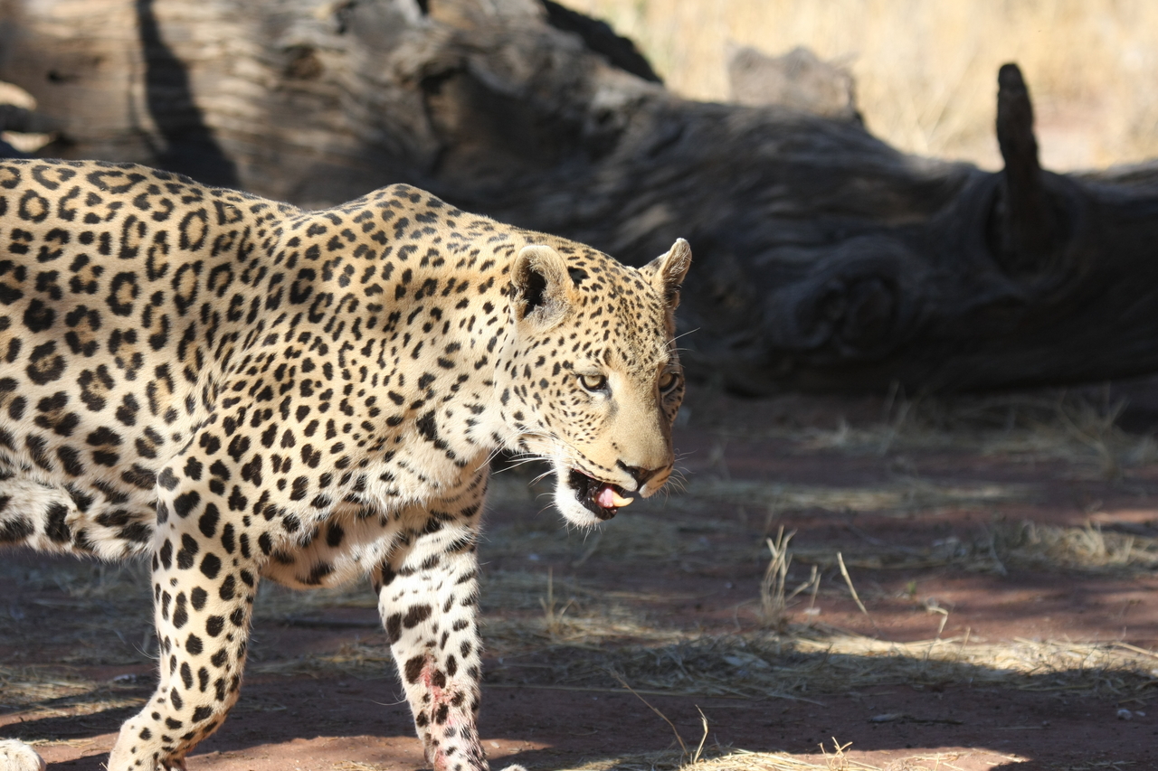 [5793] 2016_06_23_10_26_17_Africa_Canon_EOS_40D_IMG__08533.jpg