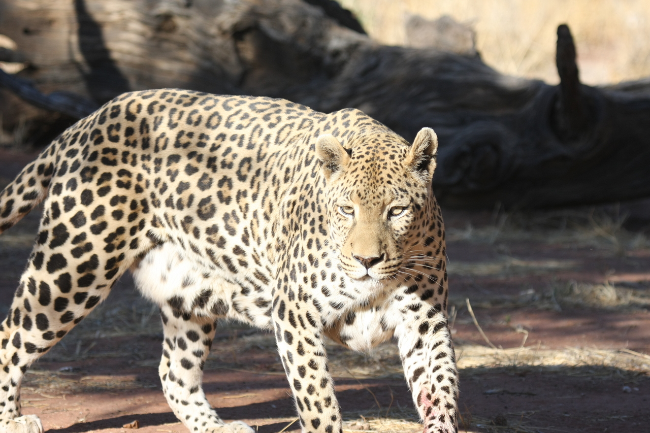 [5799] 2016_06_23_10_26_18_Africa_Canon_EOS_40D_IMG__01089.jpg