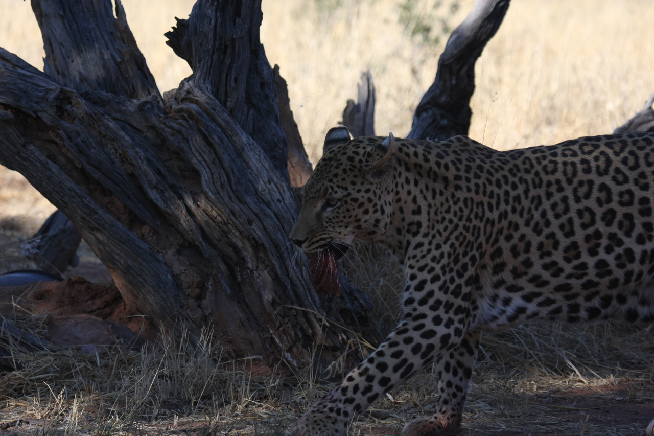 [5840] 2016_06_23_10_27_04_Africa_Canon_EOS_40D_IMG__00265.jpg