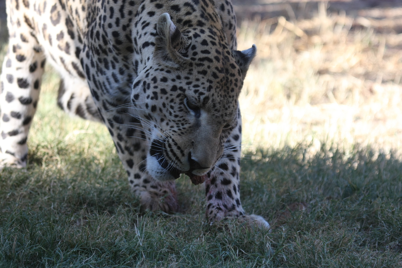 [5858] 2016_06_23_10_27_19_Africa_Canon_EOS_40D_IMG__01104.jpg