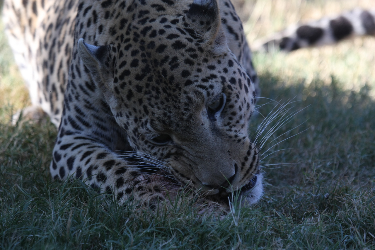 [5874] 2016_06_23_10_27_27_Africa_Canon_EOS_40D_IMG__00277.jpg