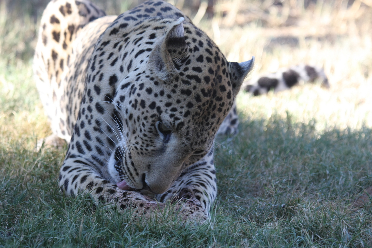 [5927] 2016_06_23_10_27_46_Africa_Canon_EOS_40D_IMG__08573.jpg