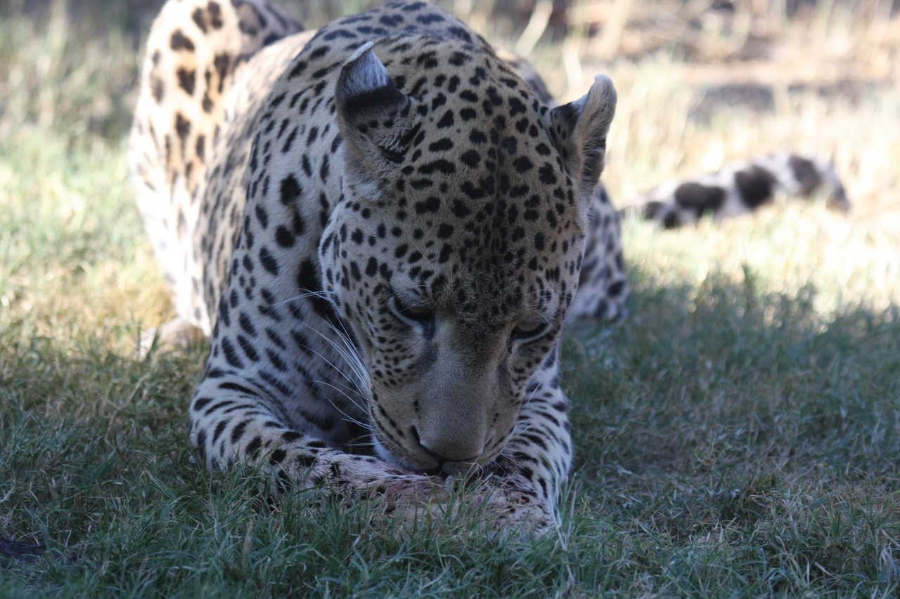 [5933] 2016_06_23_10_27_49_Africa_Canon_EOS_40D_IMG__08575.jpg