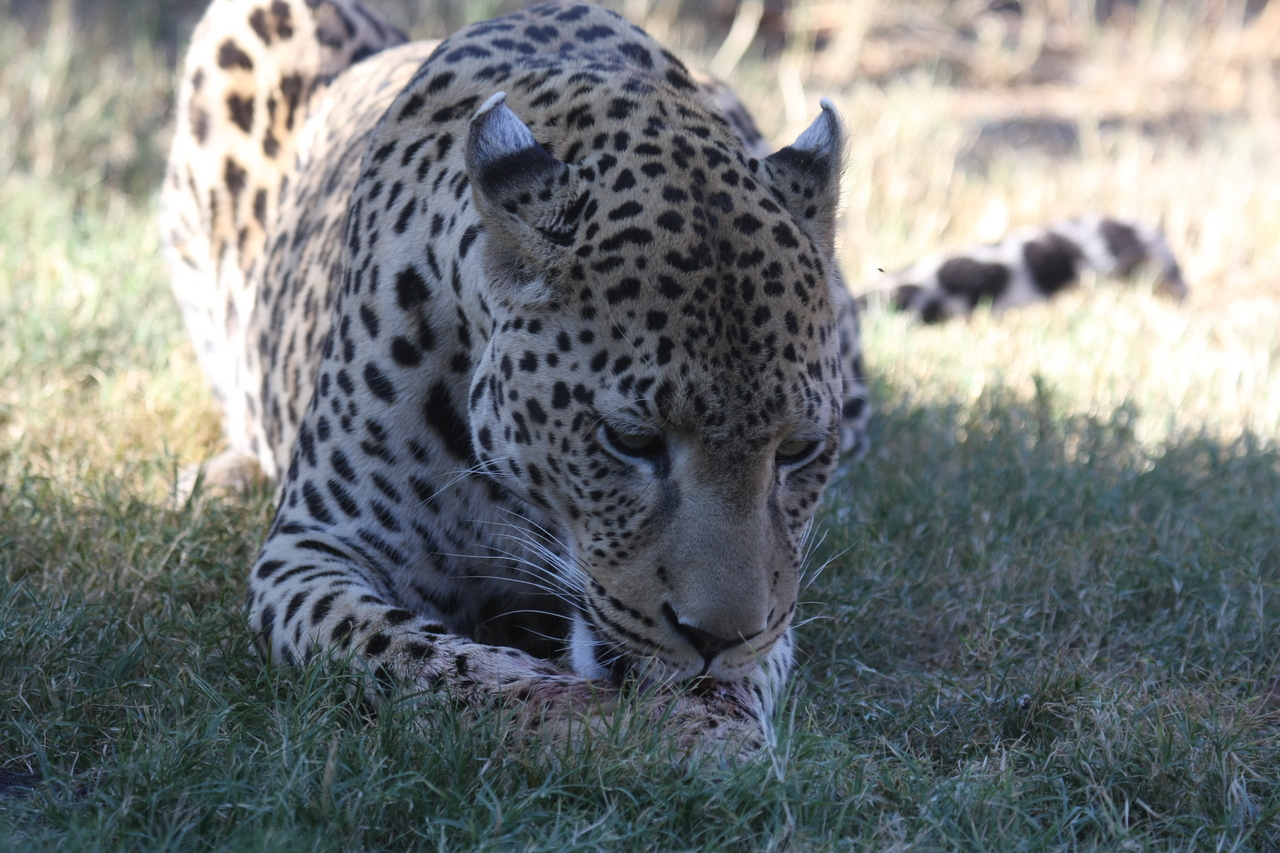 [5934] 2016_06_23_10_27_49_Africa_Canon_EOS_40D_IMG__08576.jpg
