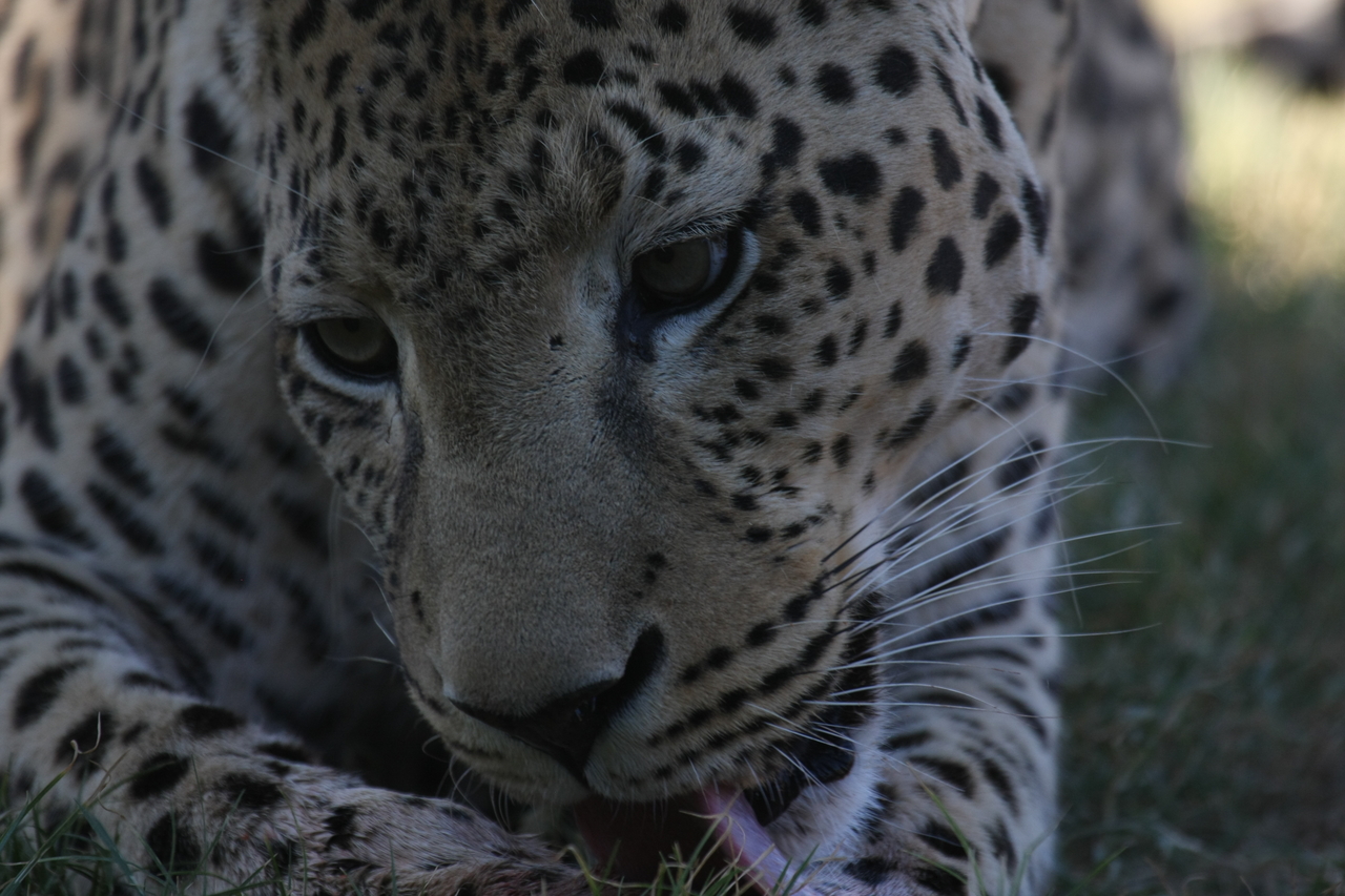 [5945] 2016_06_23_10_27_53_Africa_Canon_EOS_40D_IMG__01133.jpg
