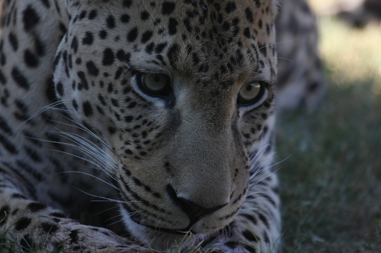 [5950] 2016_06_23_10_27_54_Africa_Canon_EOS_40D_IMG__00301.jpg