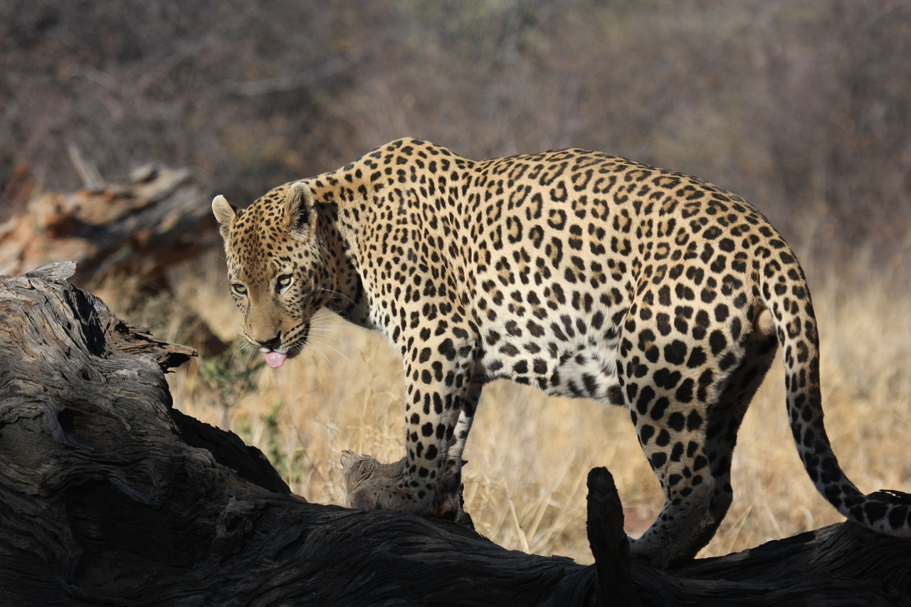 [5964] 2016_06_23_10_28_58_Africa_Canon_EOS_40D_IMG__01138.jpg
