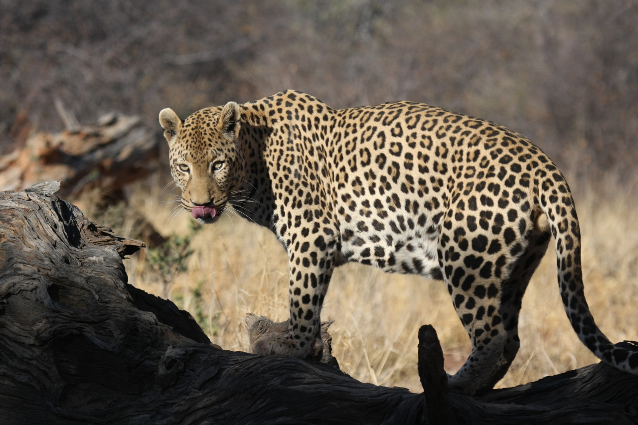 [5965] 2016_06_23_10_28_58_Africa_Canon_EOS_40D_IMG__01139.jpg