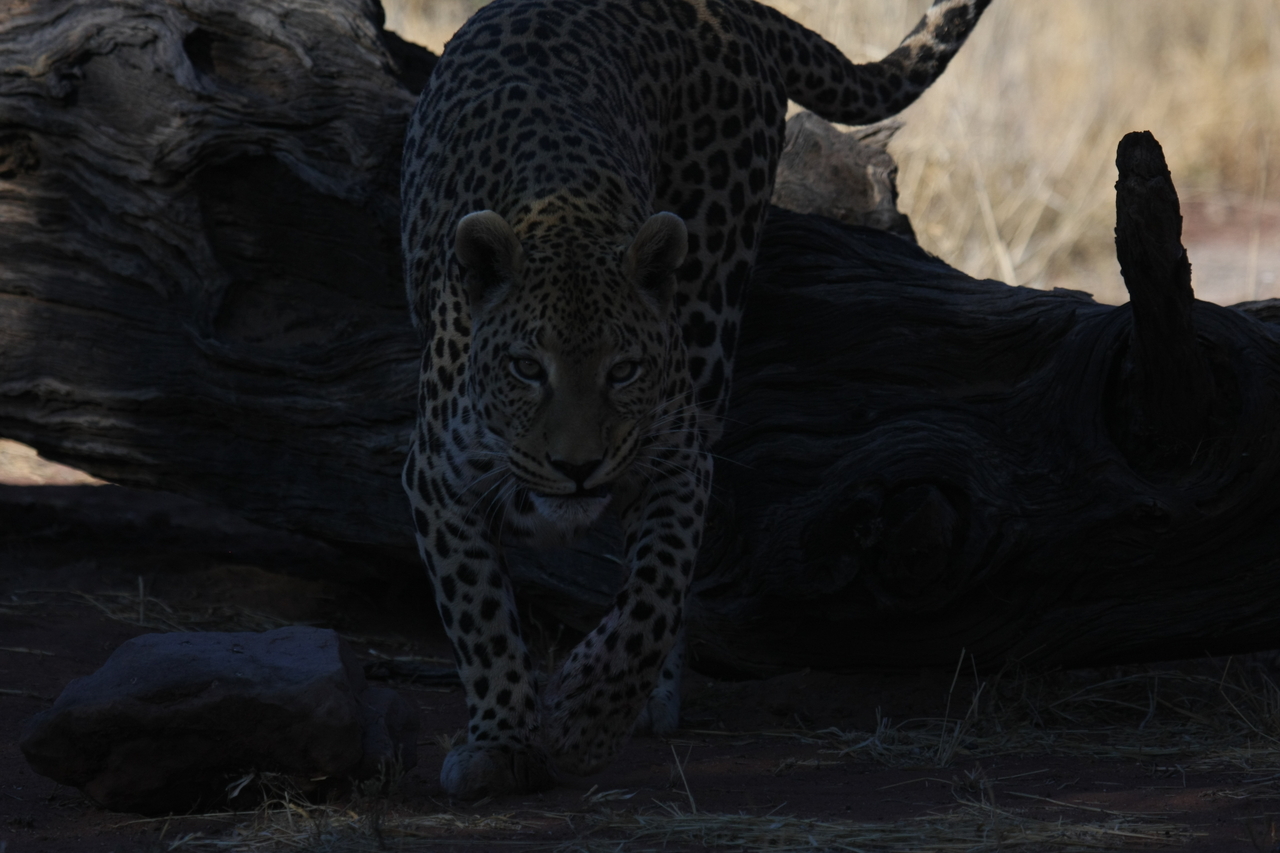 [5971] 2016_06_23_10_29_02_Africa_Canon_EOS_40D_IMG__01141.jpg