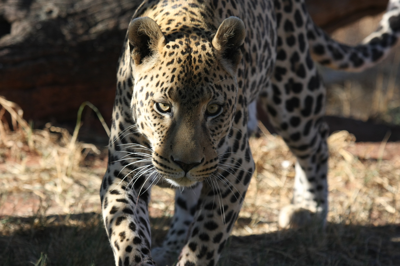 [6004] 2016_06_23_10_29_47_Africa_Canon_EOS_40D_IMG__01148.jpg