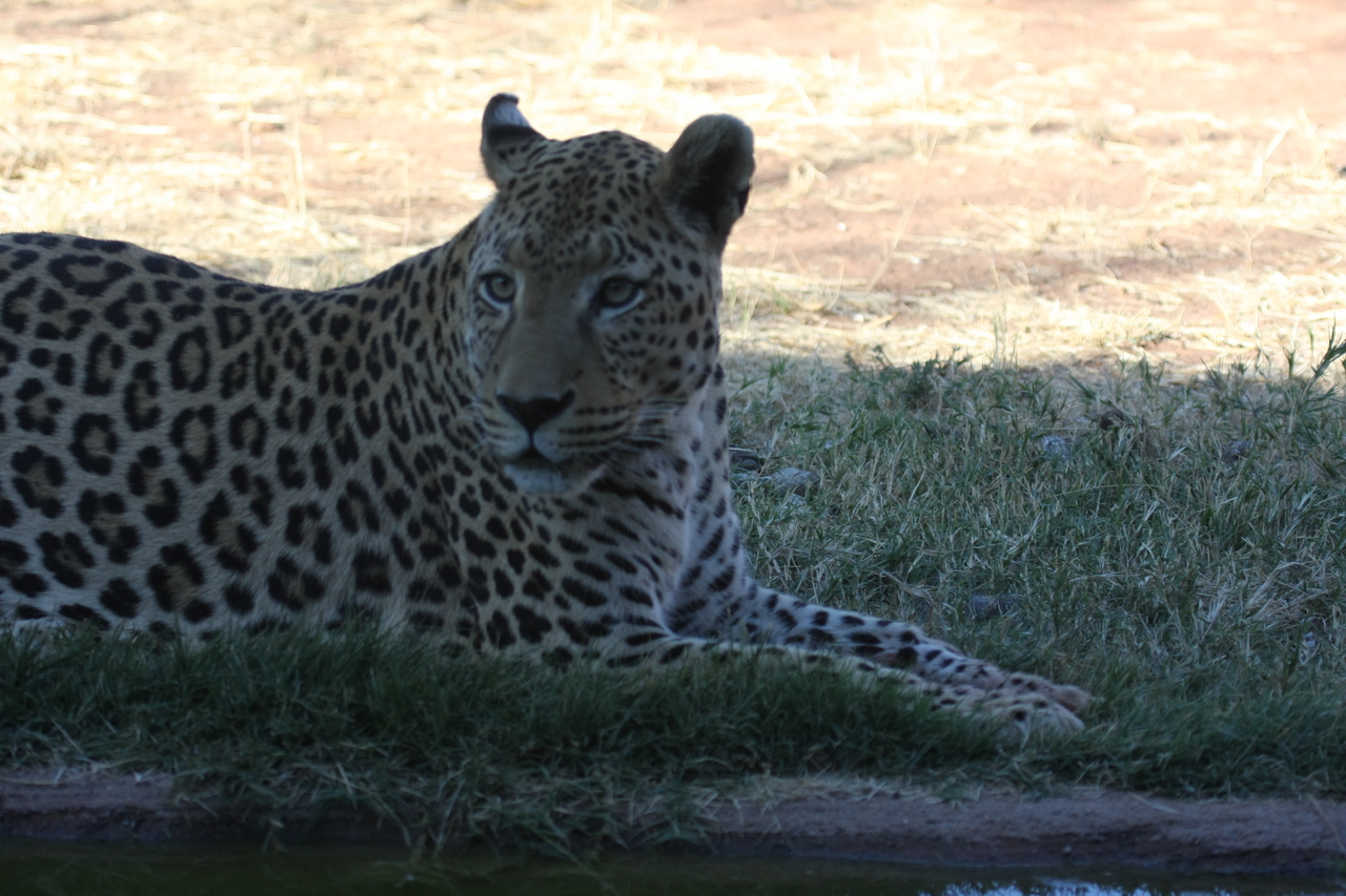 [6019] 2016_06_23_10_30_08_Africa_Canon_EOS_40D_IMG__01151.jpg