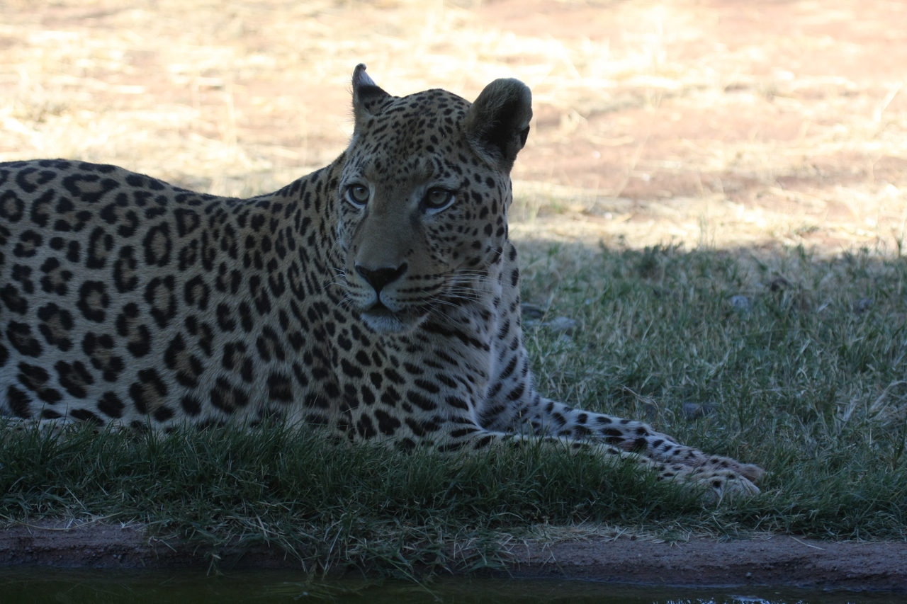[6032] 2016_06_23_10_30_09_Africa_Canon_EOS_40D_IMG__08600.jpg