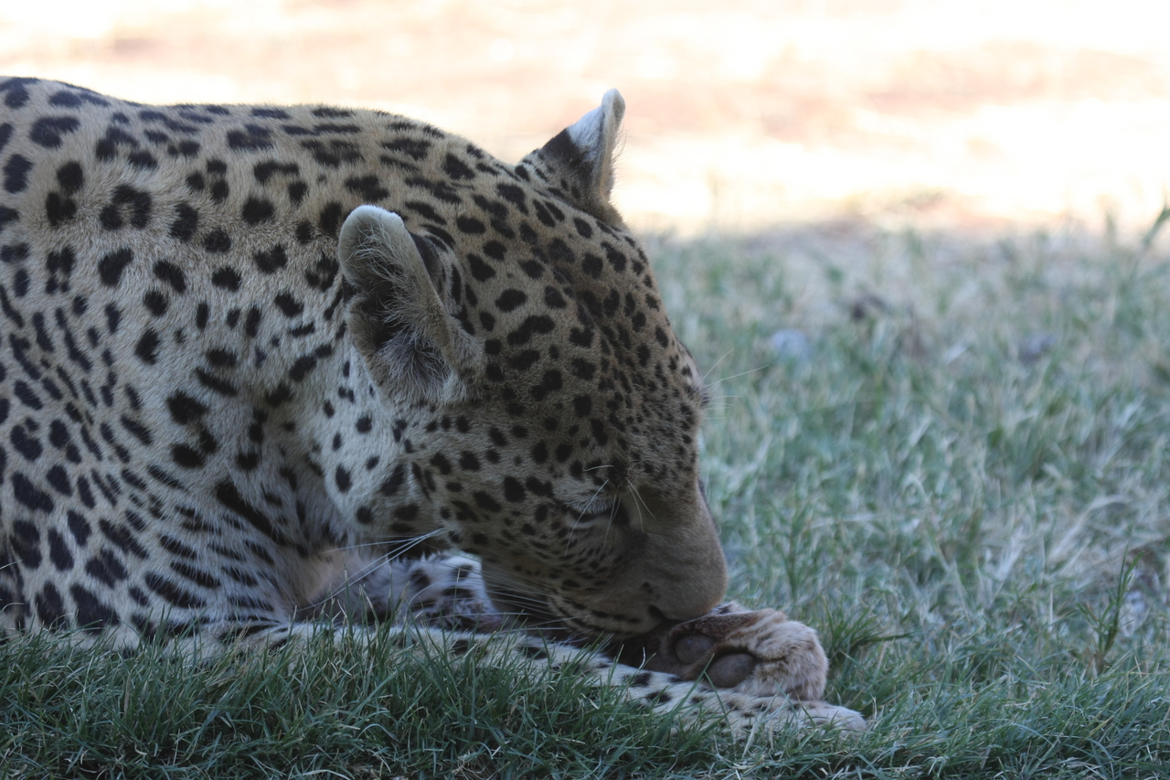 [6045] 2016_06_23_10_31_02_Africa_Canon_EOS_40D_IMG__00320.jpg