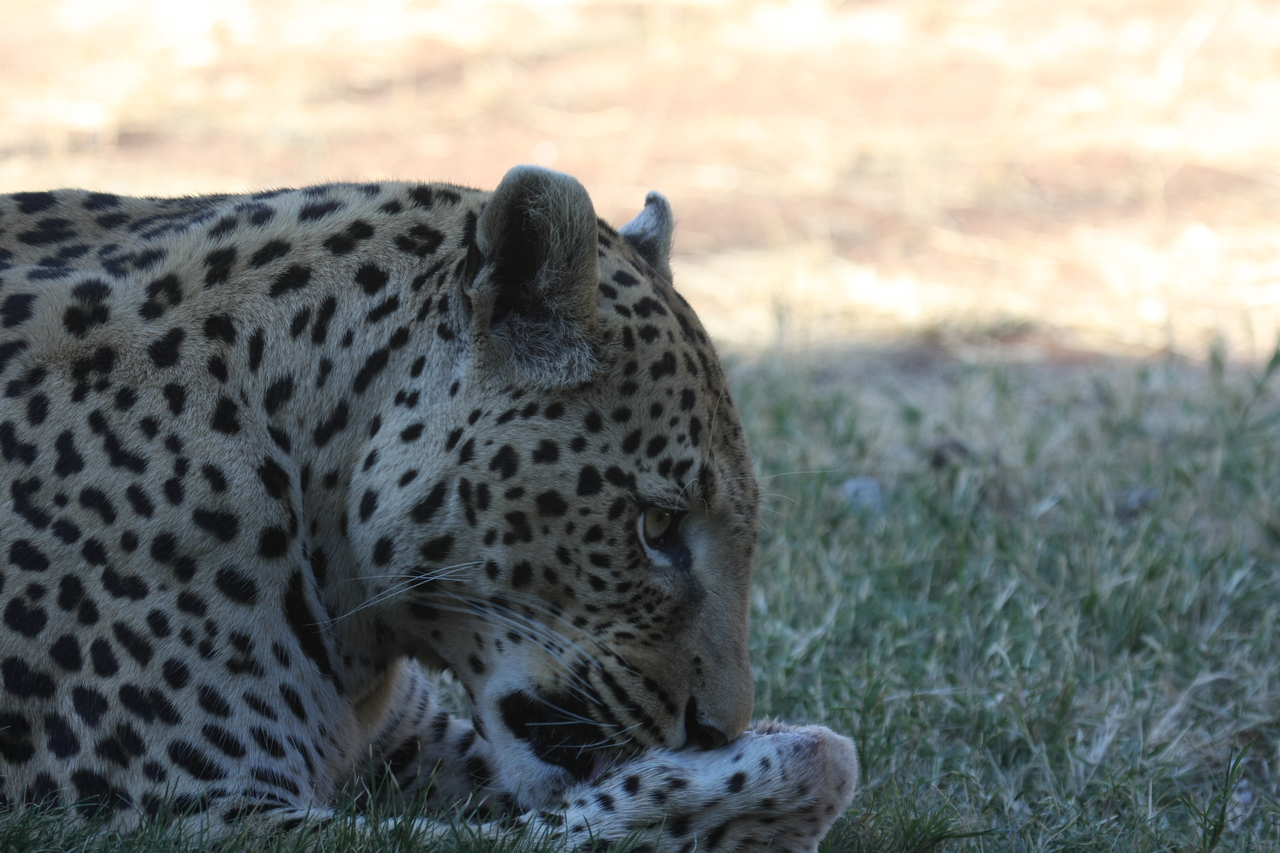 [6057] 2016_06_23_10_31_52_Africa_Canon_EOS_40D_IMG__08603.jpg