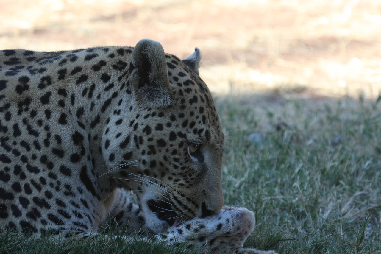 [6062] 2016_06_23_10_31_55_Africa_Canon_EOS_40D_IMG__08604.jpg