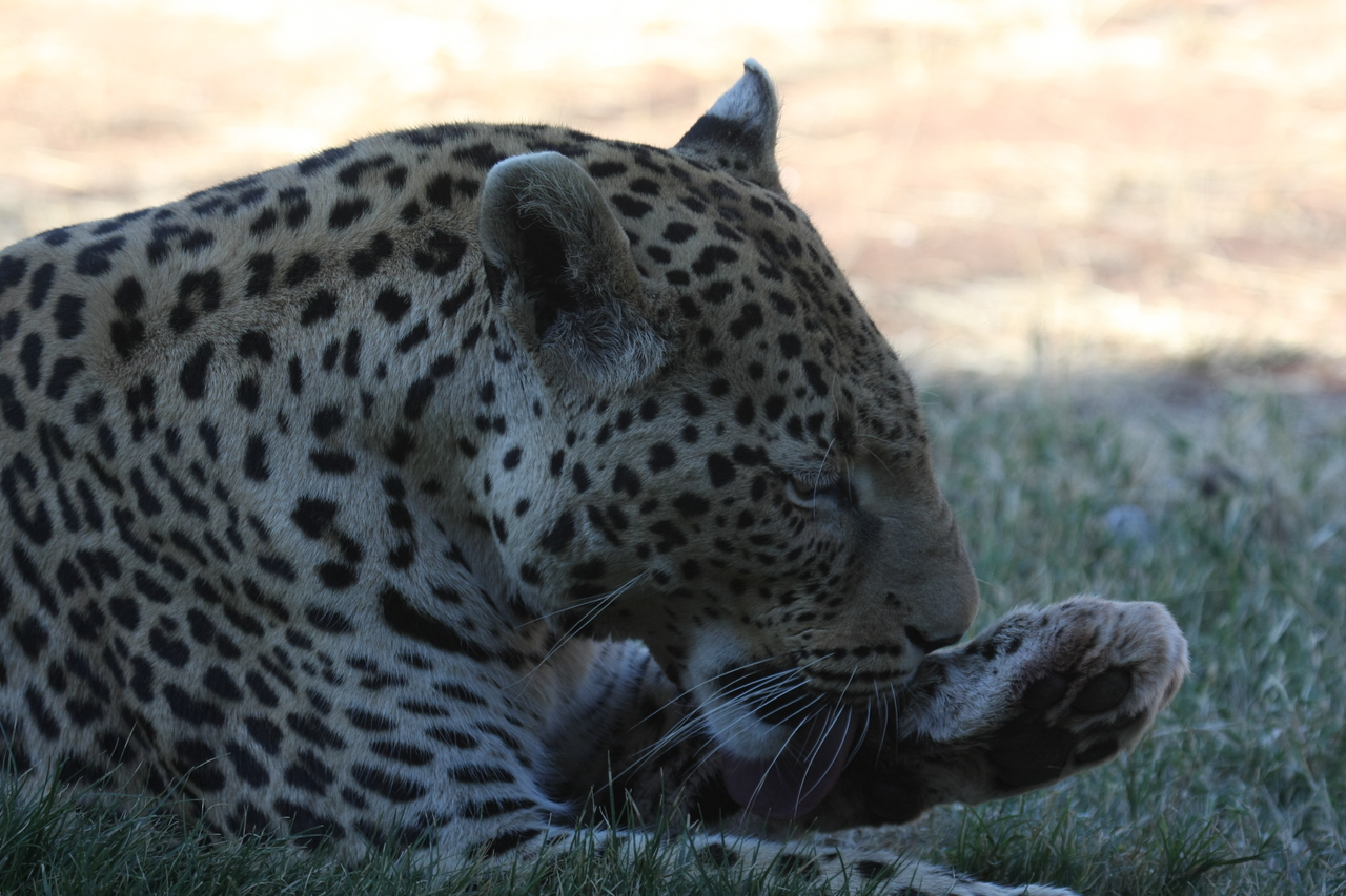 [6079] 2016_06_23_10_32_09_Africa_Canon_EOS_40D_IMG__08609.jpg