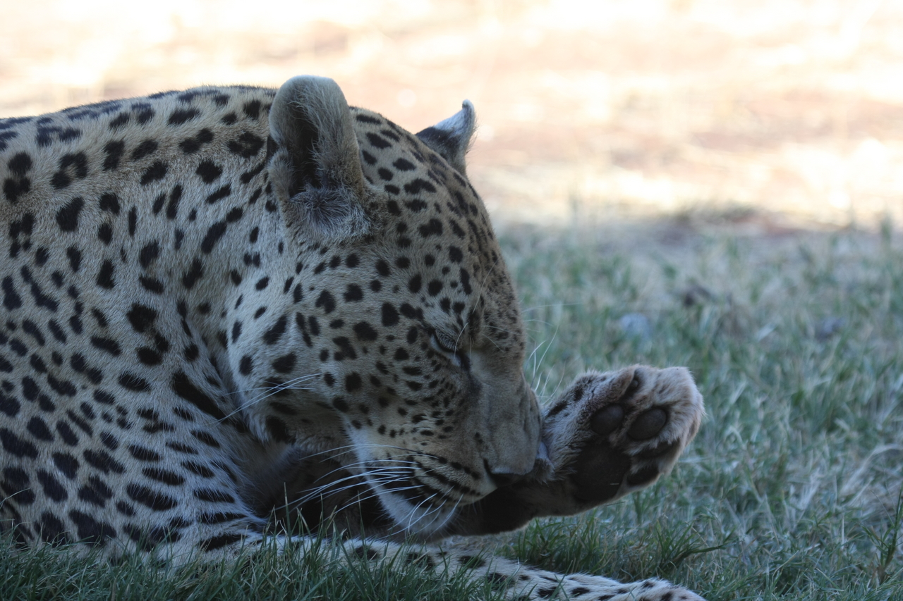 [6086] 2016_06_23_10_32_18_Africa_Canon_EOS_40D_IMG__01165.jpg