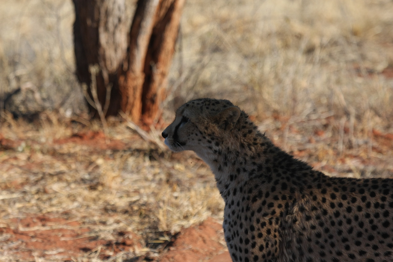 [6229] 2016_06_23_10_43_51_Africa_Canon_EOS_40D_IMG__00334.jpg