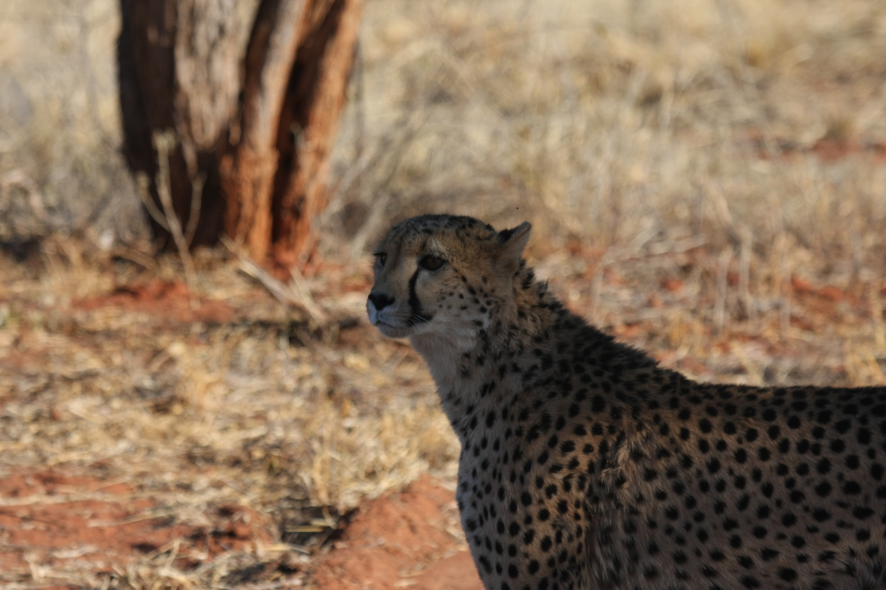 [6238] 2016_06_23_10_43_54_Africa_Canon_EOS_40D_IMG__00337.jpg