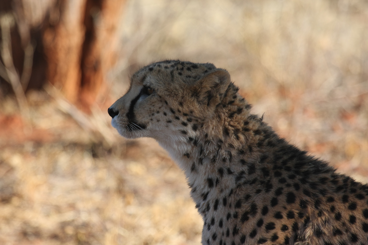 [6245] 2016_06_23_10_44_05_Africa_Canon_EOS_40D_IMG__00340.jpg
