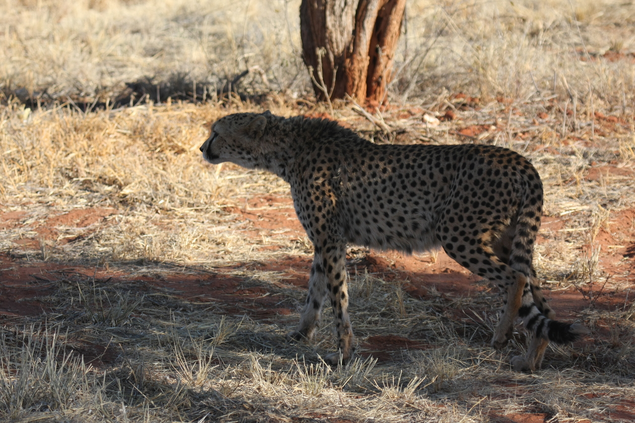 [6262] 2016_06_23_10_44_24_Africa_Canon_EOS_40D_IMG__08624.jpg