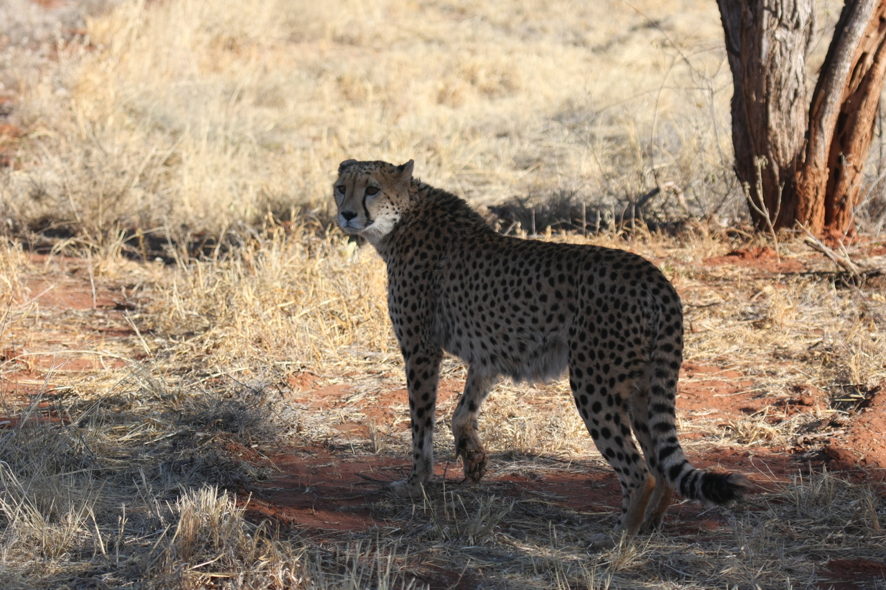 [6265] 2016_06_23_10_44_26_Africa_Canon_EOS_40D_IMG__08625.jpg