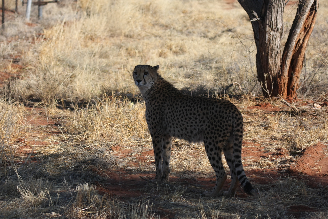 [6309] 2016_06_23_10_45_39_Africa_Canon_EOS_40D_IMG__01186.jpg