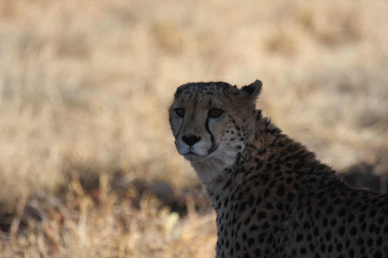 [6322] 2016_06_23_10_45_53_Africa_Canon_EOS_40D_IMG__01190.jpg
